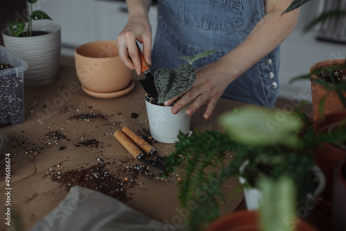 A young girl in the kitchen is transplanting homemade green plants in pots