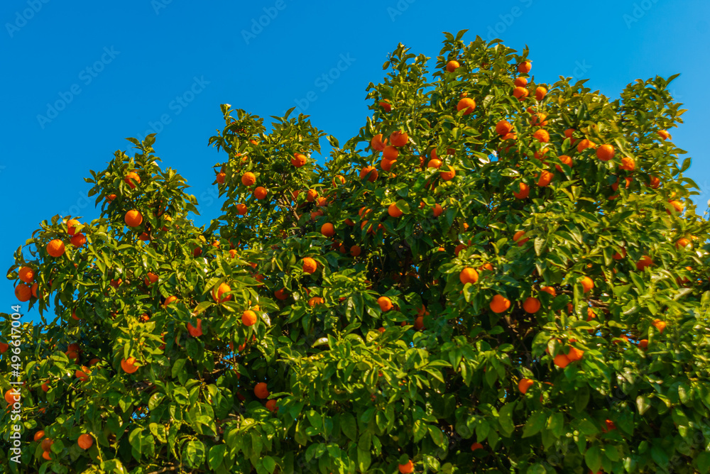 KAUNOS, TURKEY: Trees with orange fruits on a branch on the territory of the ancient city of Kaunos.