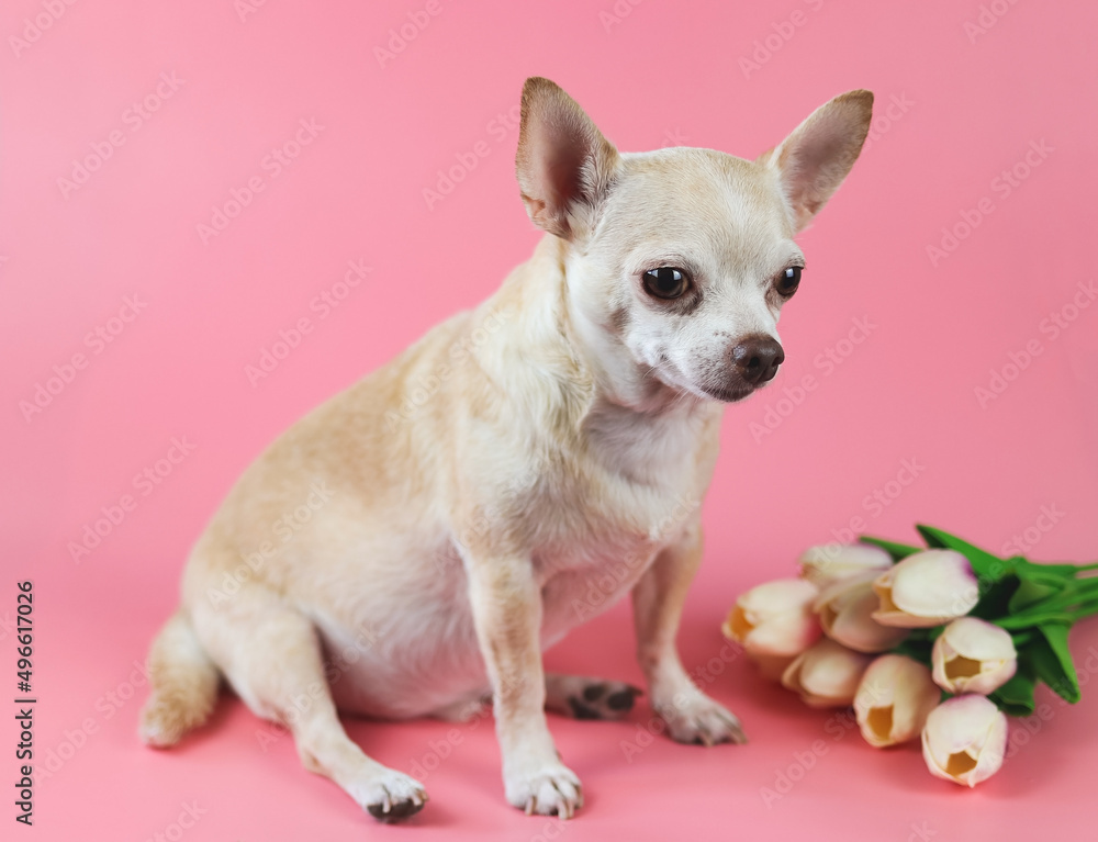 healthy brown  short hair chihuahua dog, sitting on pink  background with tulip flowers, looking away, isolated.