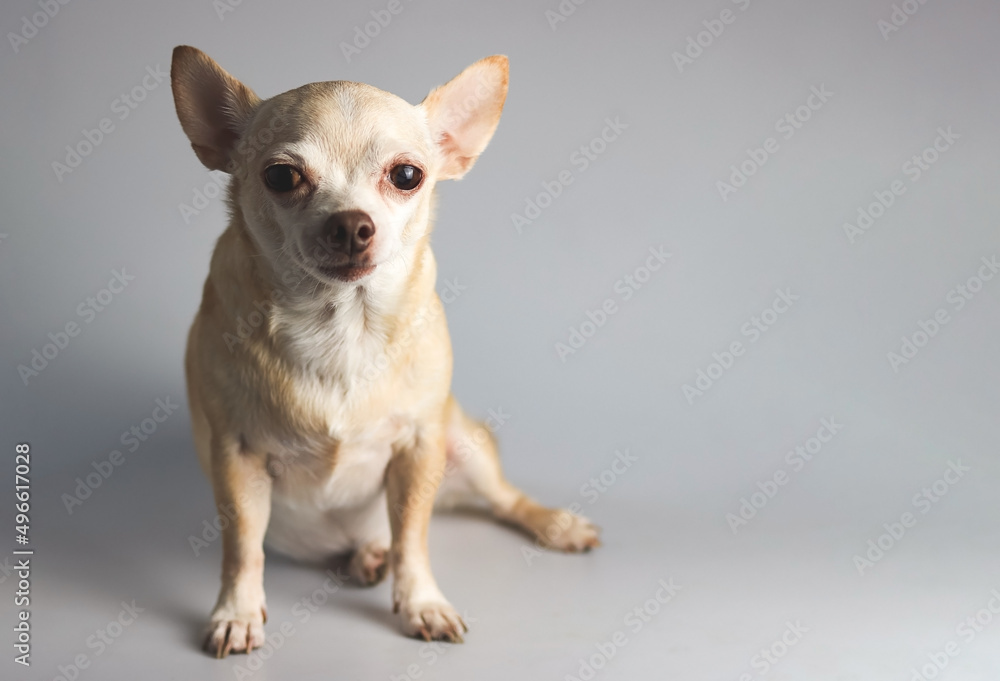 sad brown  short hair chihuahua dog, sitting on gray background, looking at camera, isolated, hight contrast light.