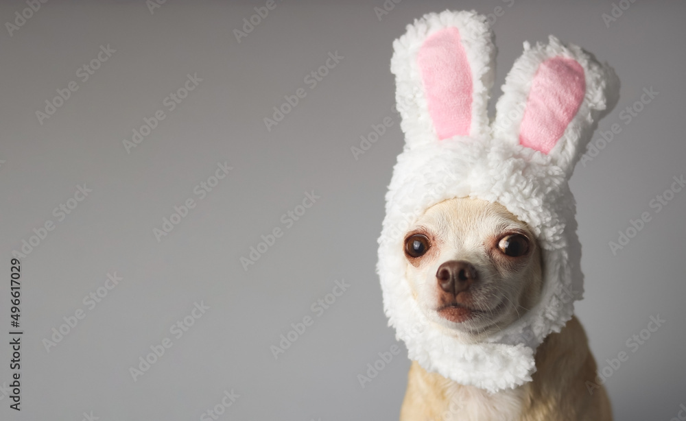 healthy brown  short hair chihuahua dog, wearing rabbit ears  costume, sitting on gray background with copy space and looking at camera, isolated.