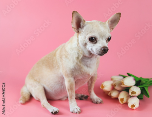healthy brown  short hair chihuahua dog, sitting on pink  background with tulip flowers, looking away, isolated. © Phuttharak