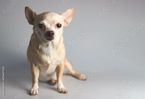 sad brown  short hair chihuahua dog, sitting on gray background, looking at camera, isolated, hight contrast light. © Phuttharak