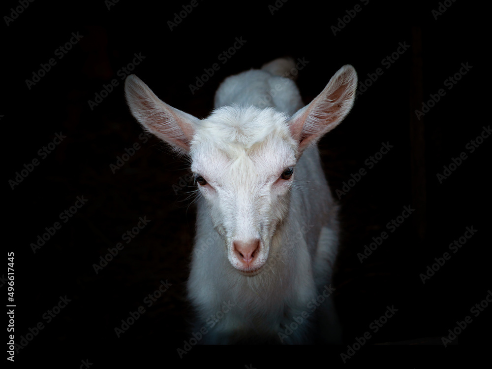 Fototapeta premium White goatling on a dark background.