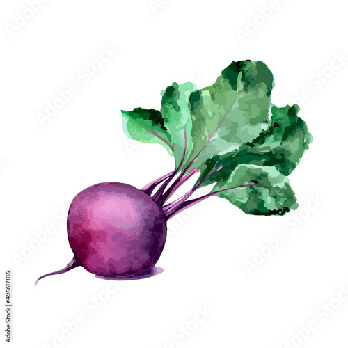 Watercolor beet. Vector vegetable illustration for a cookbook, ingredients of recipes, advertising, cards for children and botanical magazines. Natural and organic agriculture.