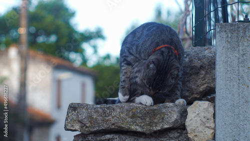 Un petit chat se frotte contre une clôture, et n'attend qu'une chose : qu'on vienne lui faire un câlin !
