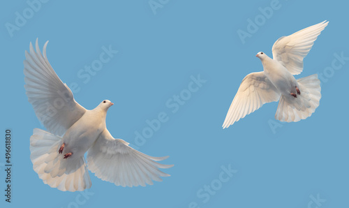 two white doves flying on blue sky