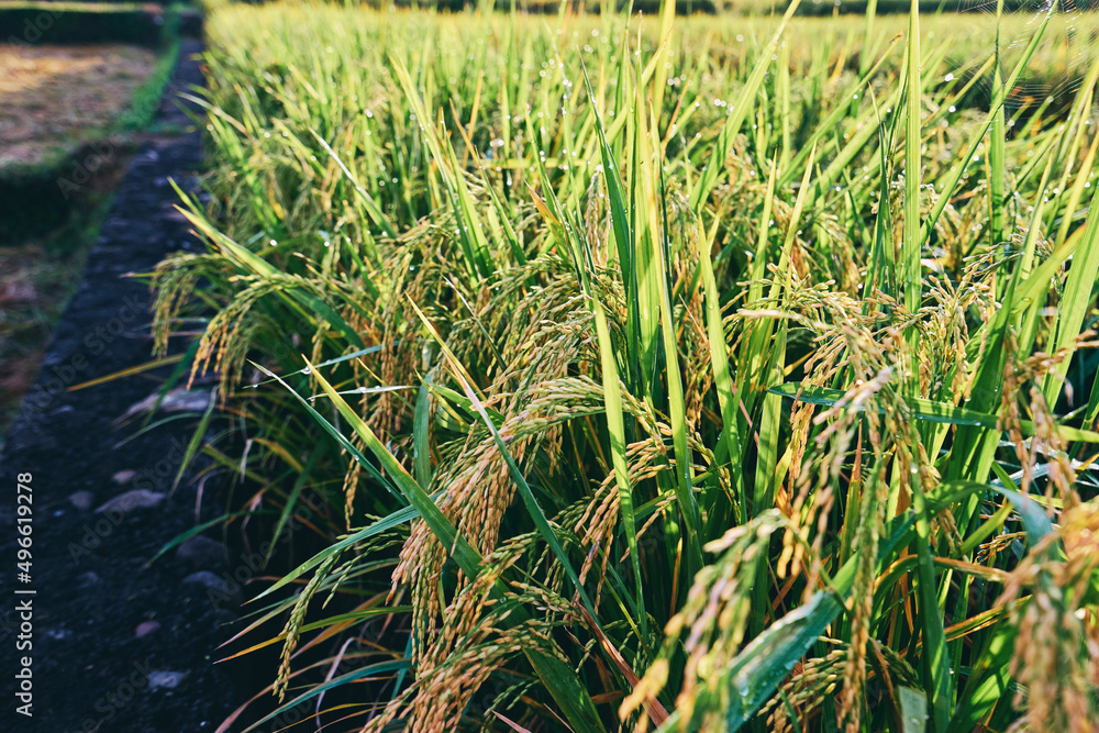 Fototapeta premium Close up of green rice grains and leaves growing on field.