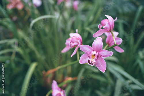 Beautiful blossom. Branch of orchideas.