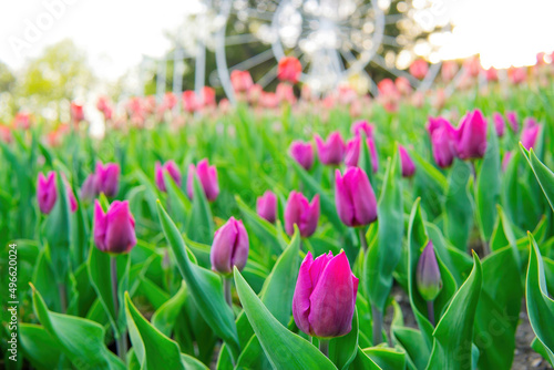 Fototapeta Naklejka Na Ścianę i Meble -  Flowerbed of blooming tulips in spring