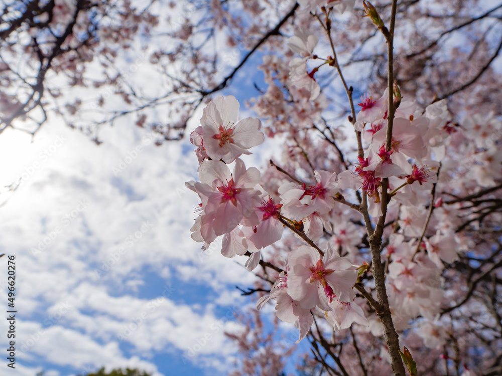 青空と美しい桜