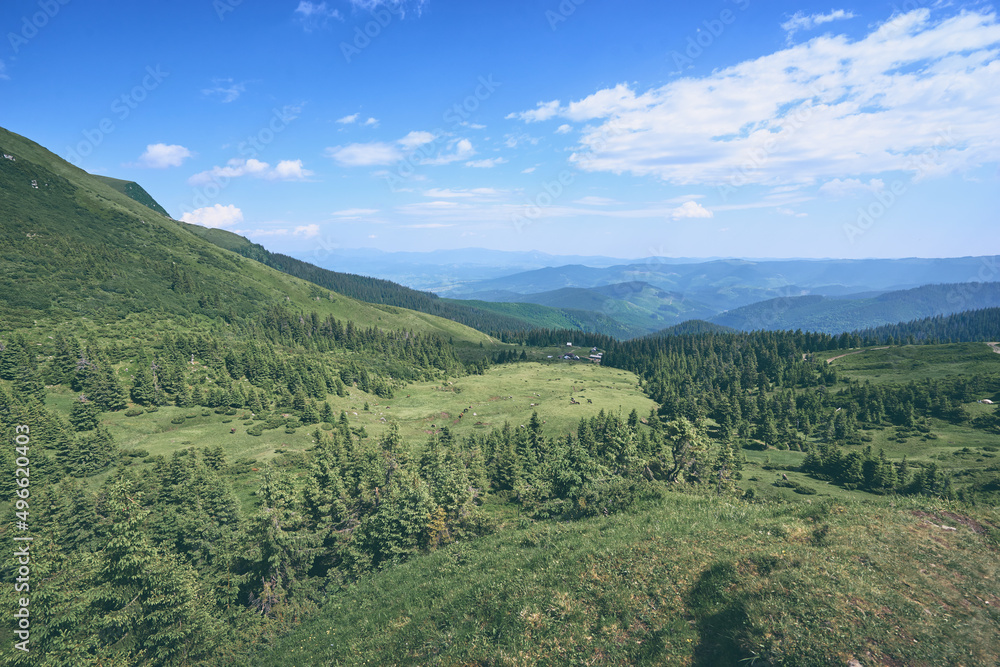 Beautiful mountains landscape with green meadow. Carpathians, Ukraine.