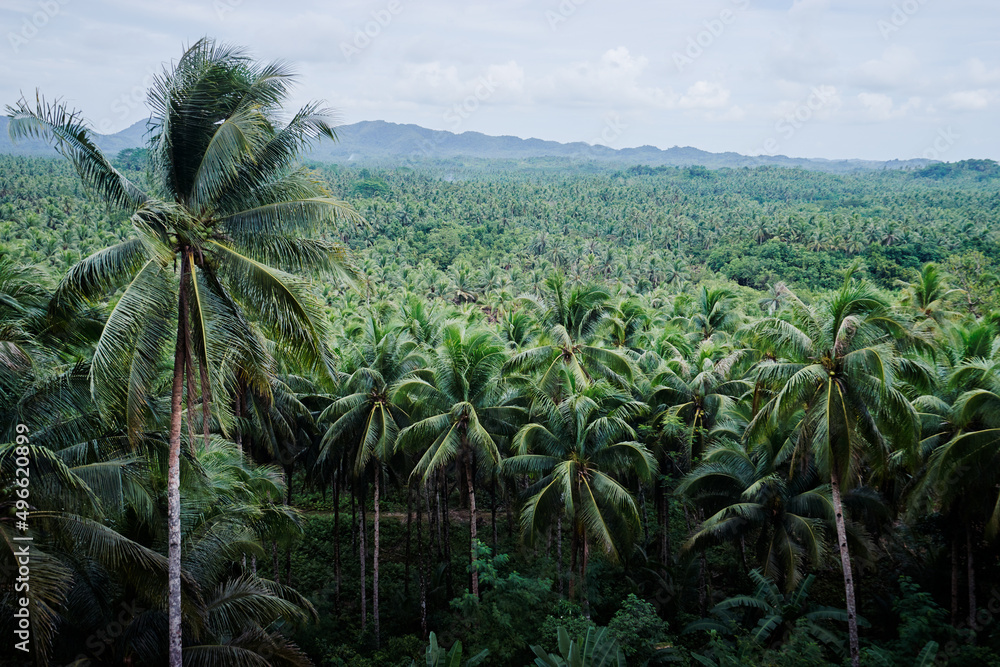 Obraz premium Tropical landscape. Big coconut palm trees plantation.