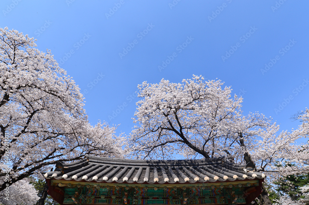 Cherry blossoms in full bloom at the Daereungwon Ancient Tombs in Gyeongju, South Korea Cherry blossoms in full bloom at the Daereungwon Ancient Tombs in Gyeongju, South Korea