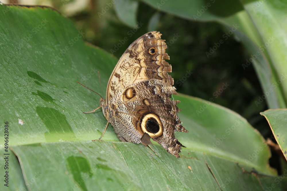 Fototapeta premium Butterfly