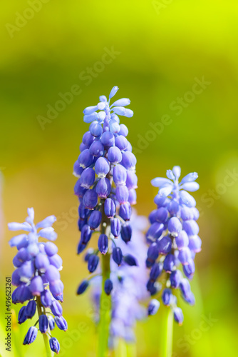 Muscari blue primroses on a blurred background. Spring flowers muscari grape hyacinth close-up. Spring concept