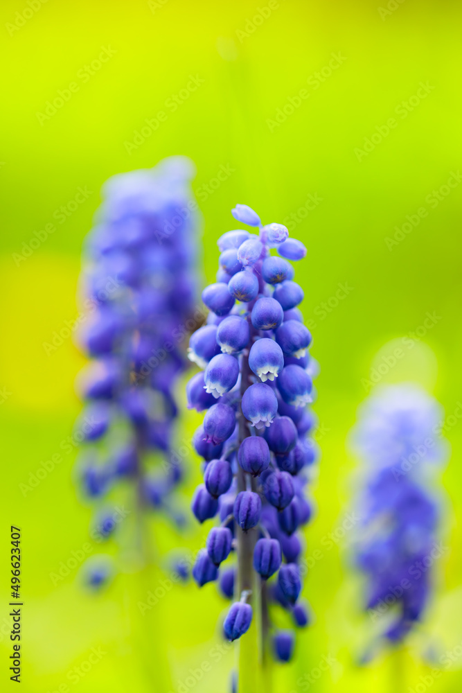 Muscari blue primroses on a blurred background. Spring flowers muscari grape hyacinth close-up. Spring concept Muscari blue primroses on a blurred background. Spring flowers muscari grape hyacinth close-up. Spring concept