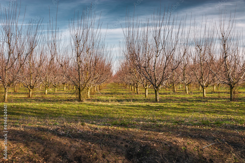 Trees planted in straight rows in a spring garden on a sunny day. An orchard under a blue cloudy sky. The concept of organic products. Trees planted in straight rows in a spring garden on a sunny day. An orchard under a blue cloudy sky. The concept of organic products.