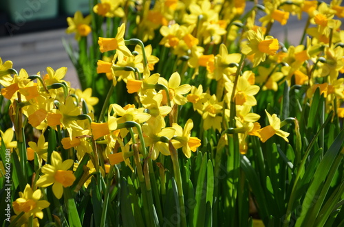 yellow daffodils, spring flowers photo