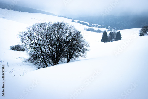 snow covered trees