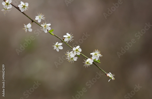 close up detail shot of blackthorn blossom isolated from the background © © Raymond Orton