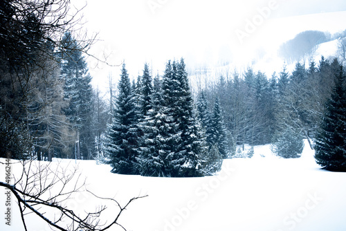 winter forest landscape
