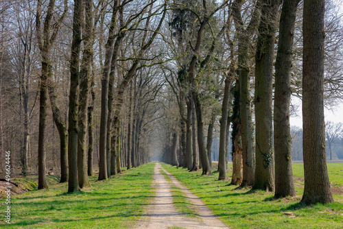 Fototapeta Naklejka Na Ścianę i Meble -  Countryside landscape with view of nature path, A row of tree trunks along the walk way, Sunny day in early spring with narrow trees in the wood with along sidewalk, Gelderland, Netherlands.