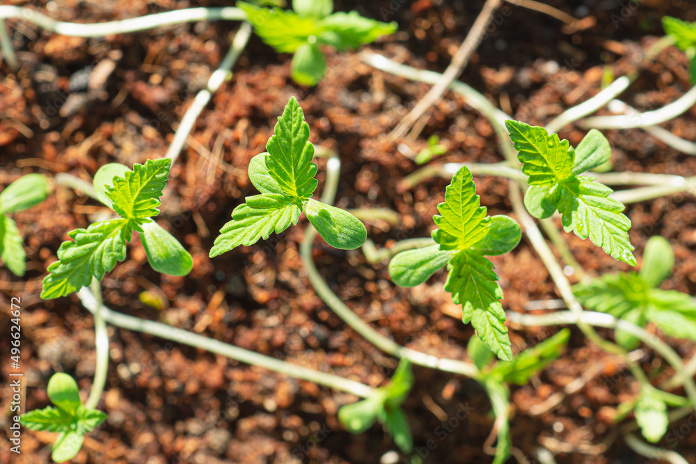 Close-up of cannabis sapling plant in a potted Close-up of cannabis sapling plant in a potted
