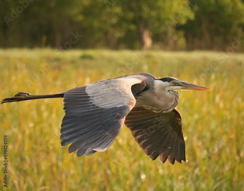 Magnificent Great Blue Heron