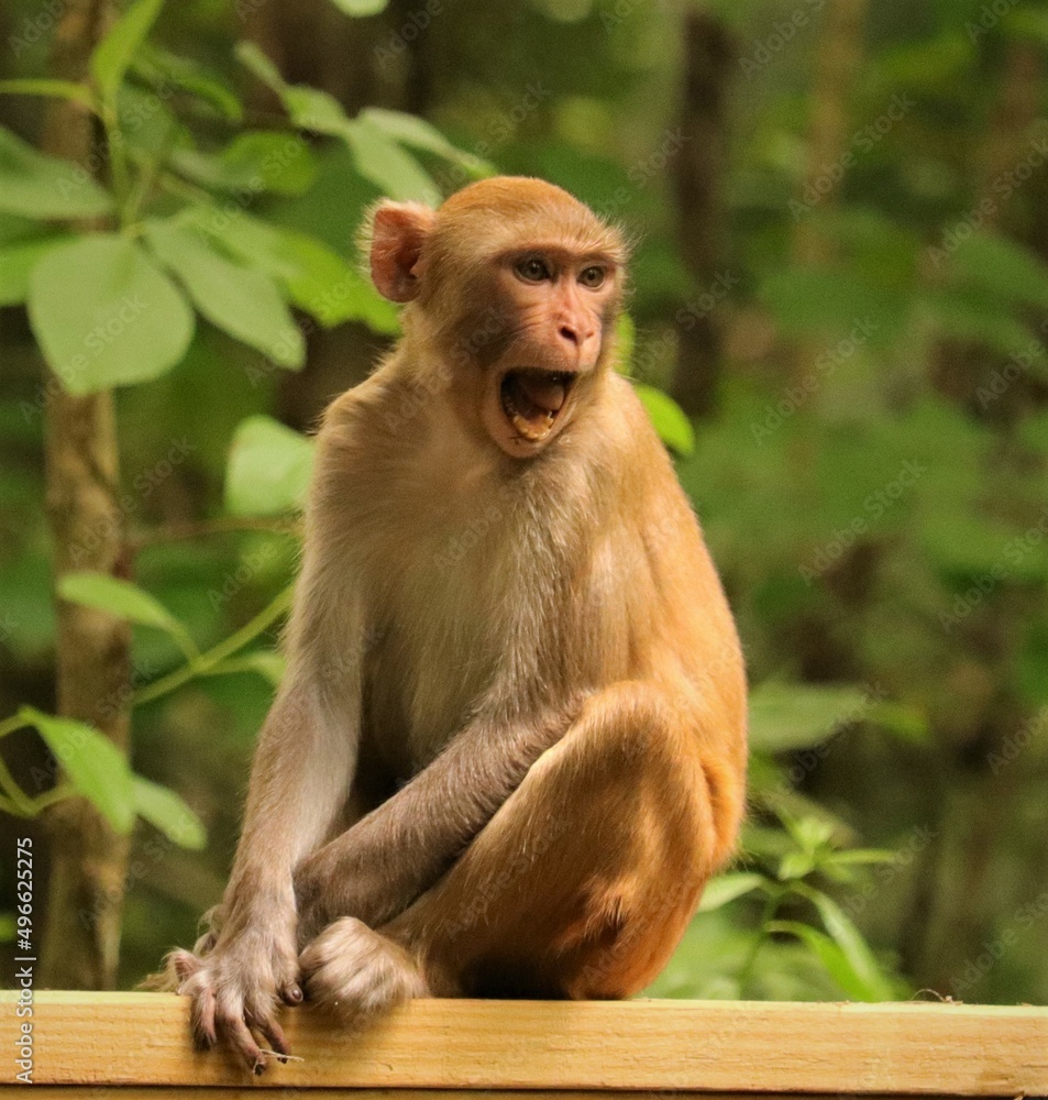 Wild young and adorable rhesus macaque in Florida Wild young and adorable rhesus macaque in Florida
