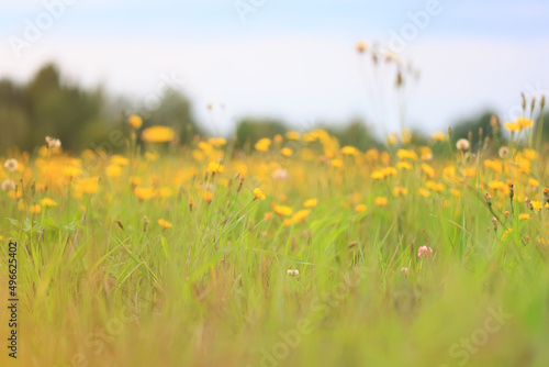 wild yellow flowers in a field landscape
