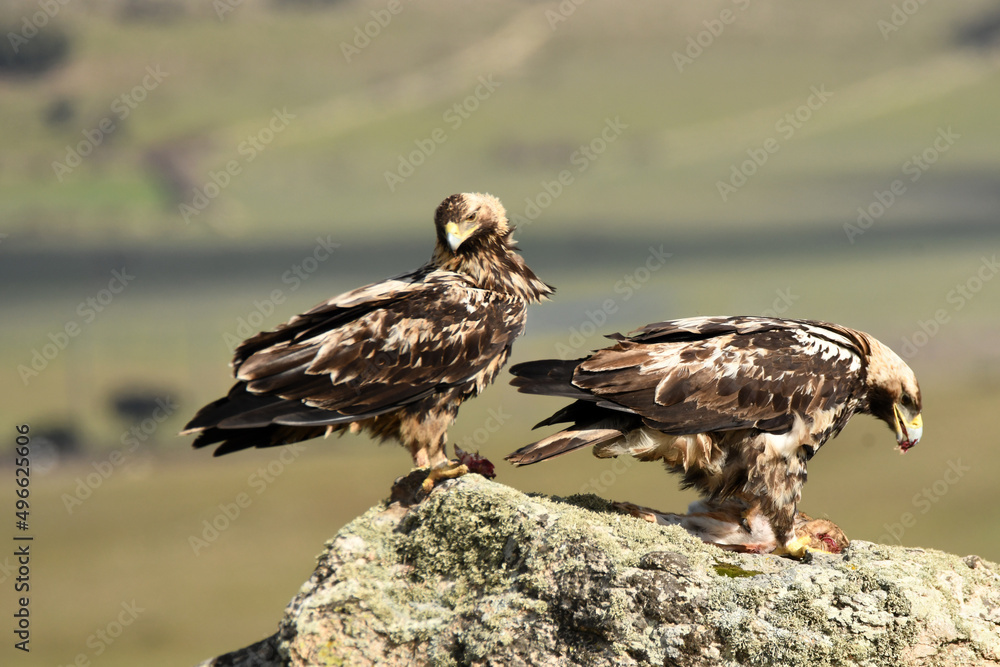 Fototapeta premium aguila imperial en la serrania castellana