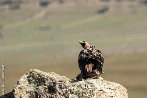 aguila imperial en la serrania castellana
