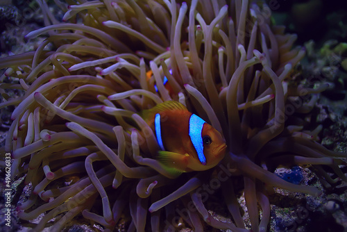 anemone fish, clown underwater orange fish sea background aquarium © kichigin19