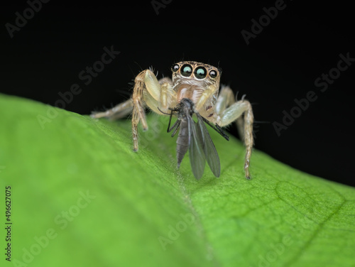 jumping spider eat mosquito  prey on the leaf from front  view