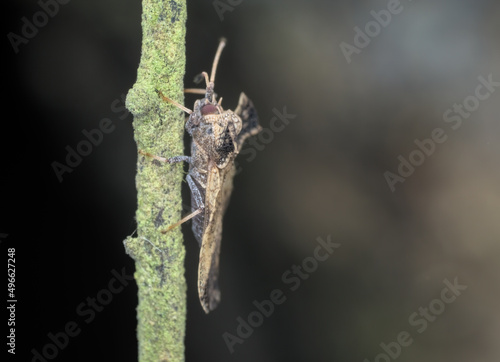 Lace bugs perched on the branch from side view