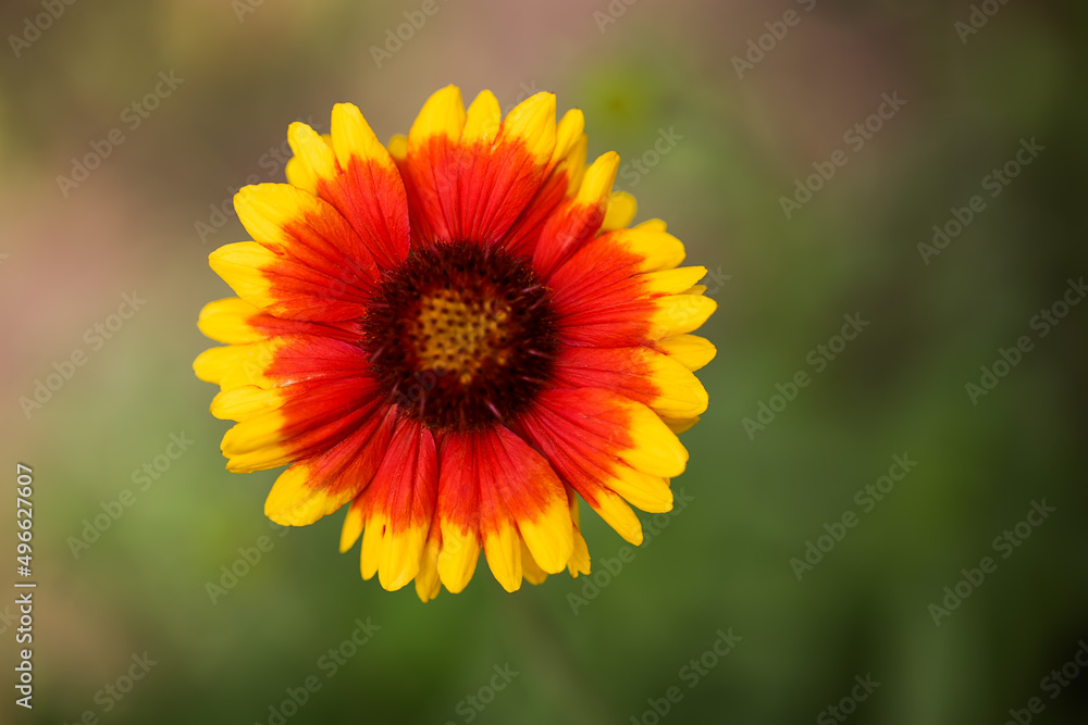 beautiful flower of red-yellow color on a blurred green background in the park beautiful flower of red-yellow color on a blurred green background in the park