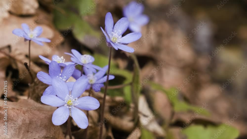 Violer liverwort flowers on the river bank. Spring blooming flowers on the meadow on the bank of the river. Violet Hepatica nobilis, Anemone hepatica or Liverleaf plant in Ranunculaceae family Violer liverwort flowers on the river bank. Spring blooming flowers on the meadow on the bank of the river. Violet Hepatica nobilis, Anemone hepatica or Liverleaf plant in Ranunculaceae family