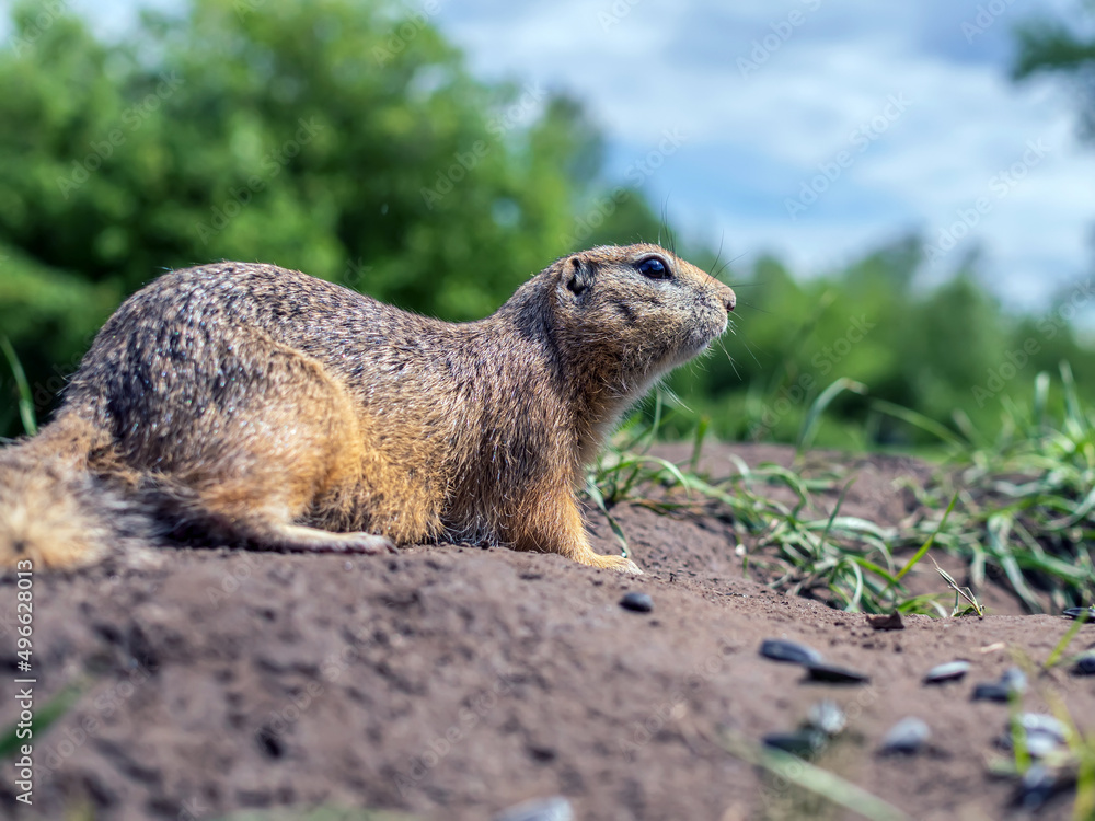 Naklejka premium Gopher on the lawn. portrait of a rodent, close-up