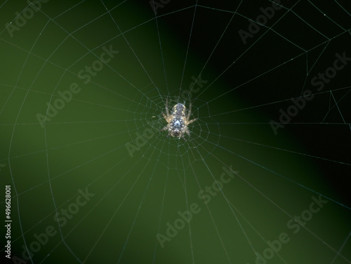 litlle orb spider on the web with green background