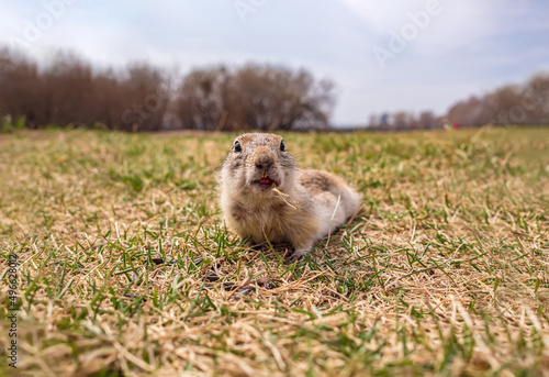 European gopher is looking at camera on the lawn. Close-up. Portrait of a rodent. © vadim