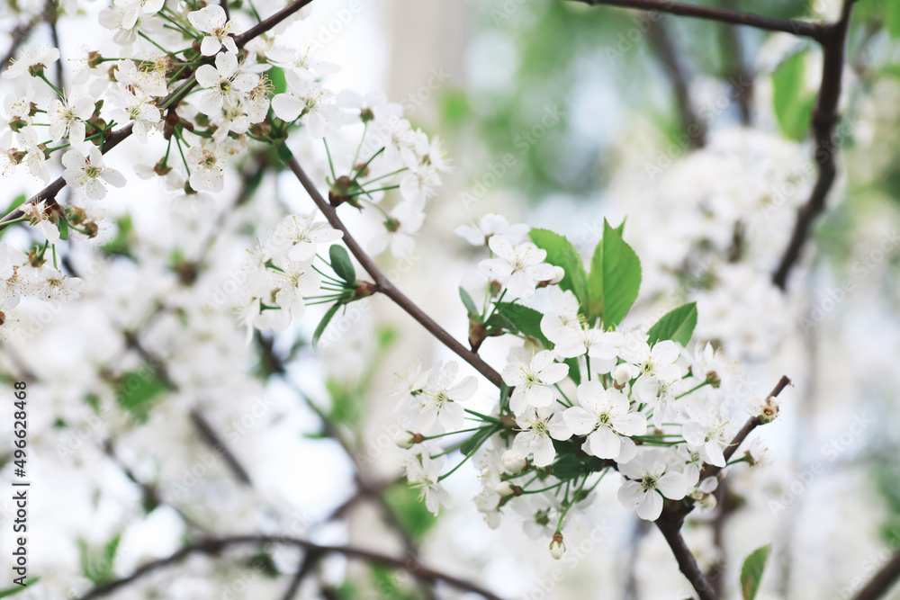White flowers on a green bush. The white rose is blooming. Spring cherry apple blossom. White flowers on a green bush. The white rose is blooming. Spring cherry apple blossom.