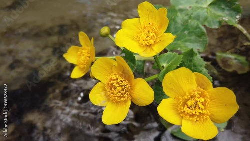 Ranunculus flowers in the forest stream. photo