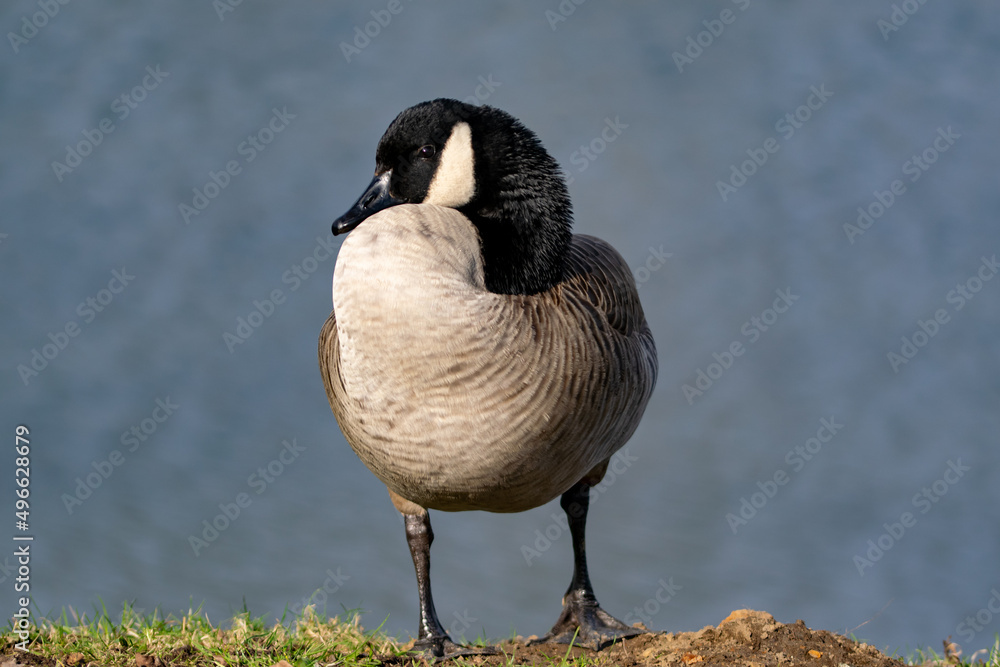 Fototapeta premium Single canadian goose relaxing by the water