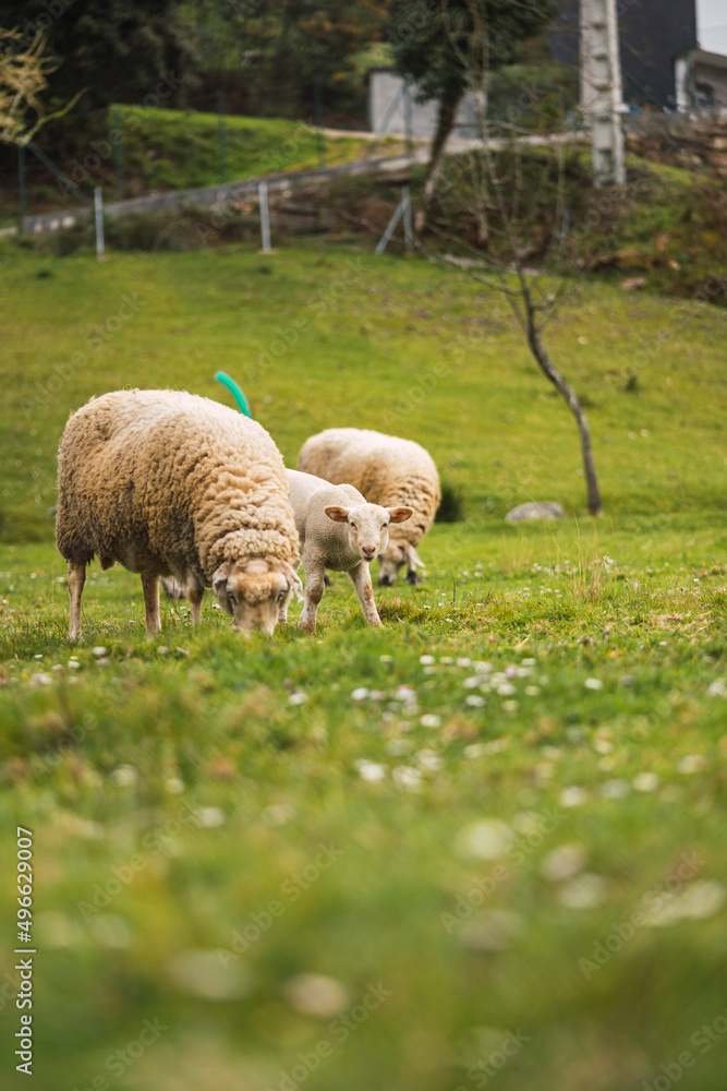 Fototapeta premium cute little lamb and sheep on fresh green meadow during sunrise