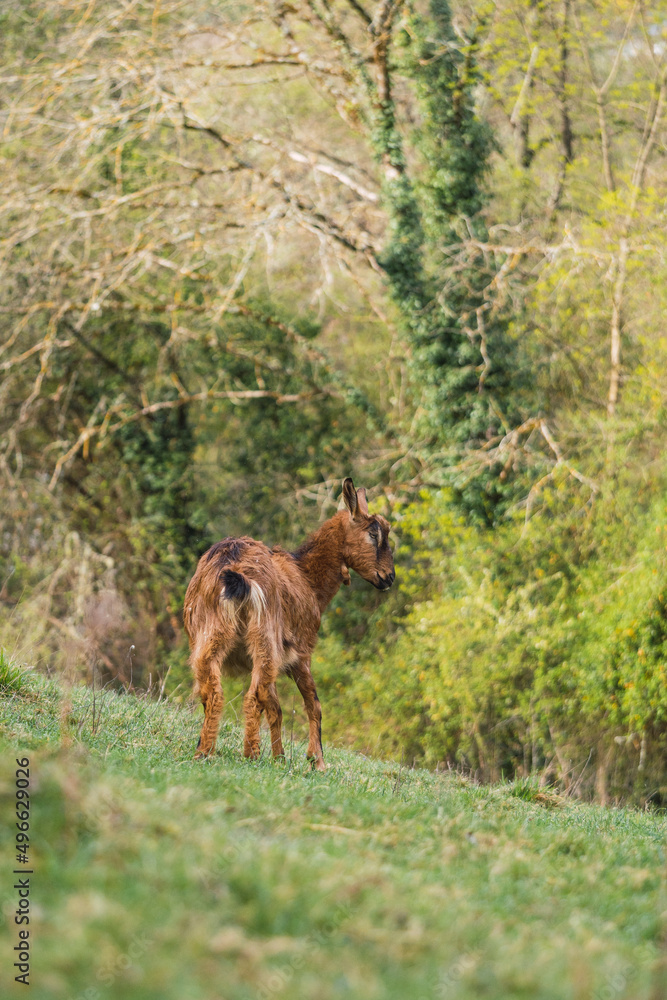 goat in a fresh green meadow during sunrise goat in a fresh green meadow during sunrise