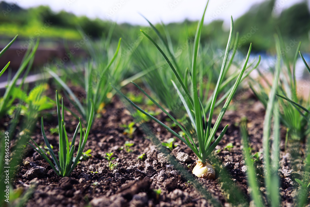 Young sprouts of seedlings in the vegetable garden. Greenery in a greenhouse. Fresh herbs in the spring on the beds. Young sprouts of seedlings in the vegetable garden. Greenery in a greenhouse. Fresh herbs in the spring on the beds.