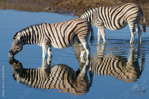 Zebra Water Mirror Reflections Wildlife