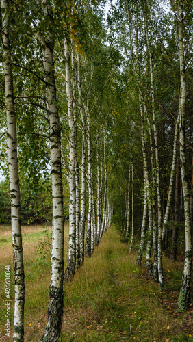birch grove in the forest, green slender birches grow in a row
