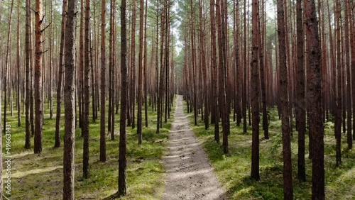 Aerial drone view of a sandy road path trail in spring. Common pine forest, spring woodland aerial shot. Drone fly over green coniferous Pinus sylvestris trees. Straight fligh in in real time 4k UHD.